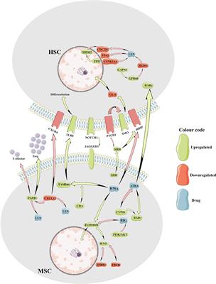 Targeting the Microenvironment in MDS: The Final Frontier